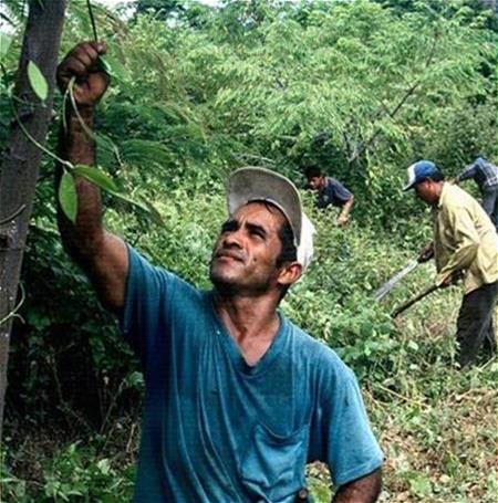 Fire protection brigades in Nicaragua. ©FAO