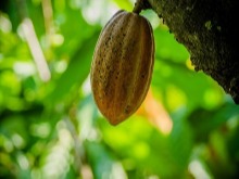 ©FAO/Luis Sánchez Díaz