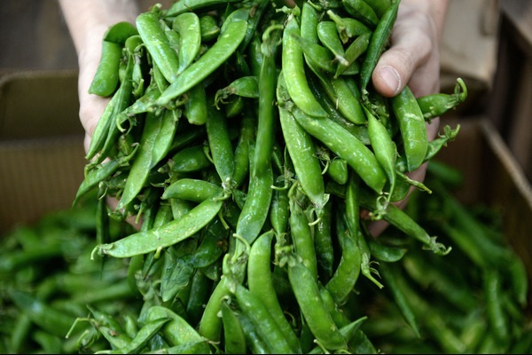 Nutrients special issue_Thumb Peas